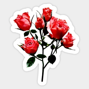 Roses - Baby Dark Pink Roses Sticker